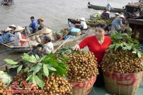 Tour Du Lịch Tiền Giang–Bến Tre–Cần Thơ 2 Ngày 1 Đêm